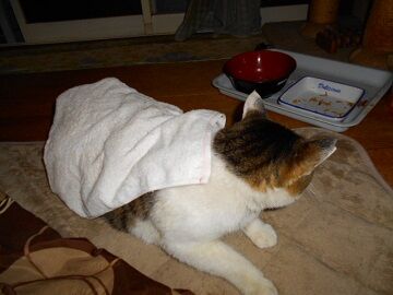 3月10日（15）仮