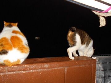 5月22日（10）仮