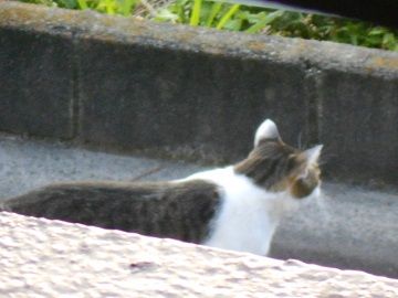 8月27日(11)仮