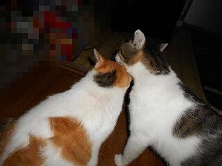 8月30日（41）仮