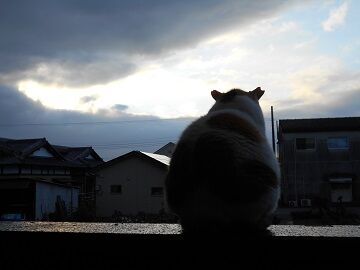 7月10日（10）仮