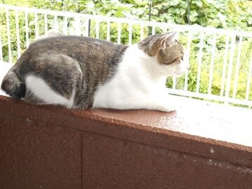 7月15日（12）仮