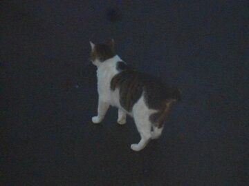 5月10日（73）仮