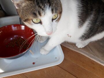 9月11日（8-2）仮