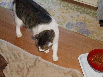 9月14日（14-2）仮