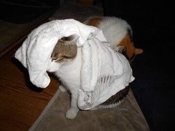 6月25日（18）仮