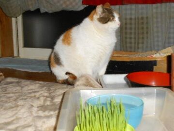 2月2日（28）使用