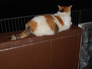 8月21日（43）仮