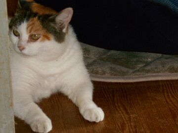 8月19日（16）仮