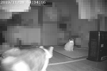 11月28日（22）仮