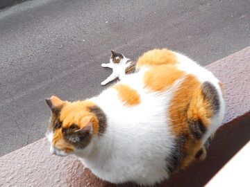 5月26日（32）仮