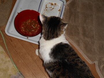 9月13日（23-1）仮