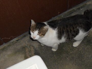 8月12日（13）仮