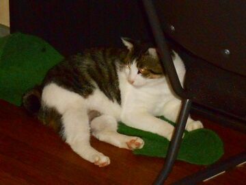 10月18日（17）仮