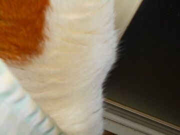 4月11日（10）仮