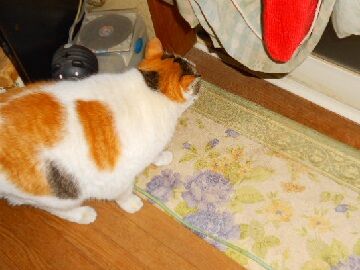 4月12日（24）仮