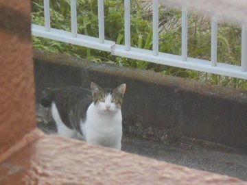8月27日(1)仮