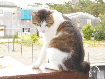 5月28日（34）仮