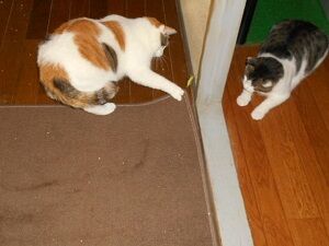 8月23日（87）仮