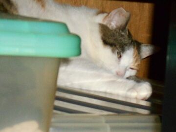 7月28日（10）仮