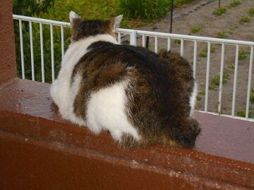 5月30日（37）仮