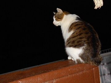 12月10日（10）仮