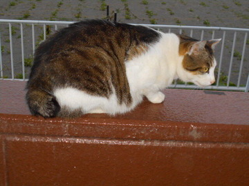 5月25日（18）仮