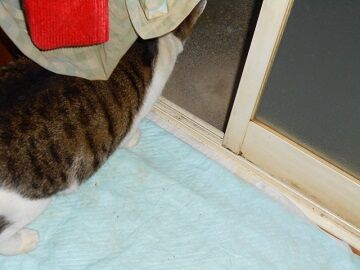 12月8日（50）仮