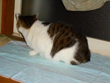 11月30日（11）仮