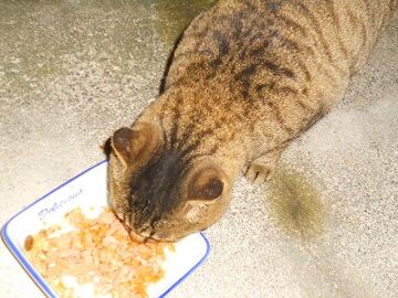 12月17日（30）仮