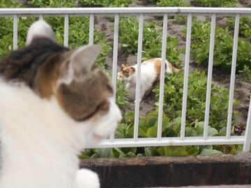 6月29日（92）仮