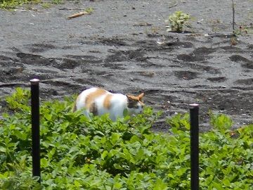 7月1日(5)仮