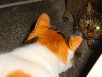 12月15日（33）仮