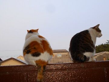 4月26日（14）仮