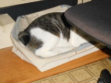 7月20日（25）仮