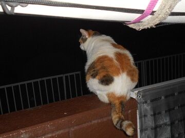 8月12日（10）仮