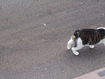 7月20日（38）仮