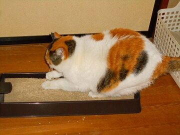 3月23日（12）仮