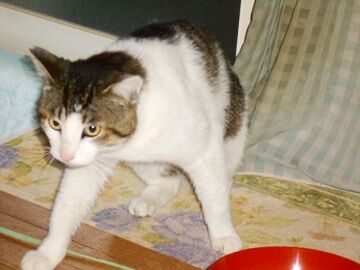 4月29日（17）仮