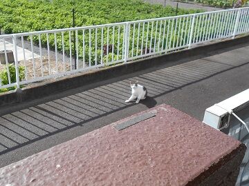 7月10日（30）仮