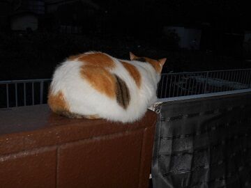 9月27日（5-13）仮