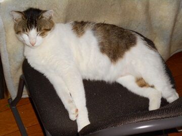 6月16日（43）仮