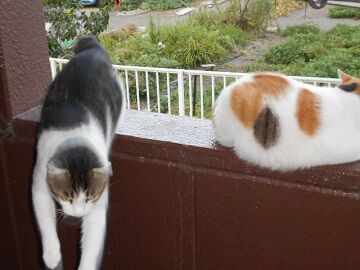 9月15日（17-1）仮