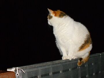 6月12日（35）仮