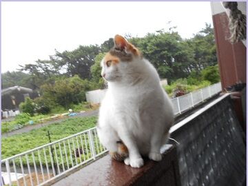 7月14日（33）仮