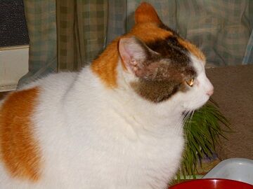 3月27日（18）仮