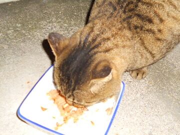 12月15日（47）仮