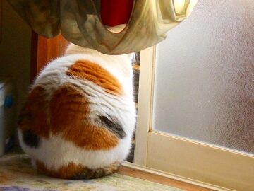 3月25日（14）仮