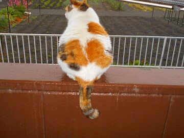 5月10日（51）仮