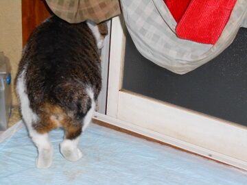 12月29日（11）仮